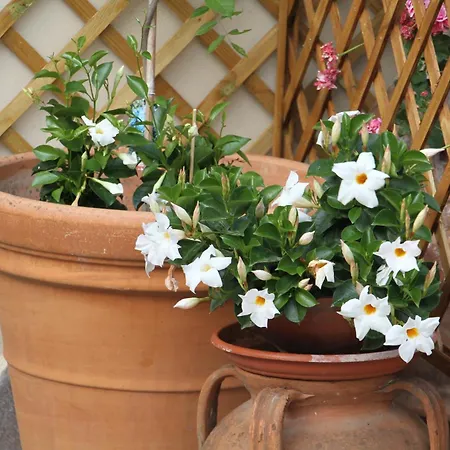 Casamia Gasthuis Orosei